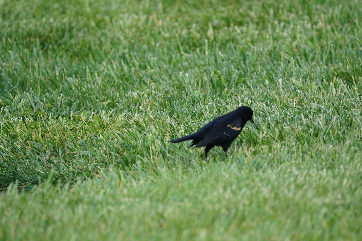 Red-winged Blackbird (Red-winged) - ML618303602
