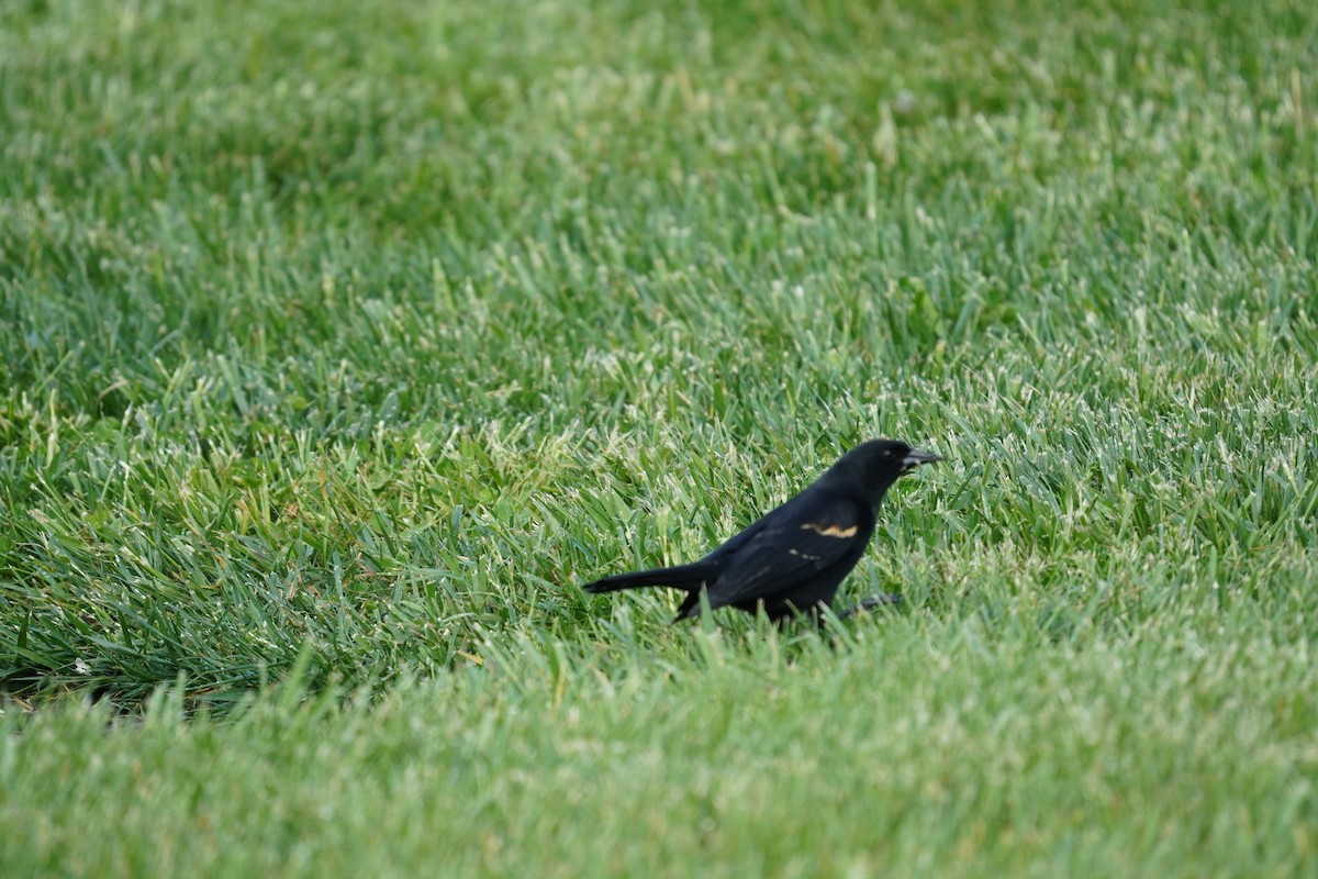 Red-winged Blackbird (Red-winged) - ML618303603