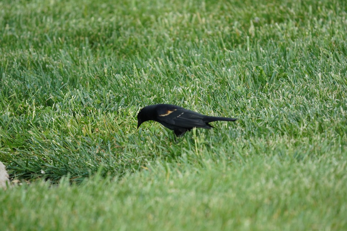 Red-winged Blackbird (Red-winged) - Braydon Leary