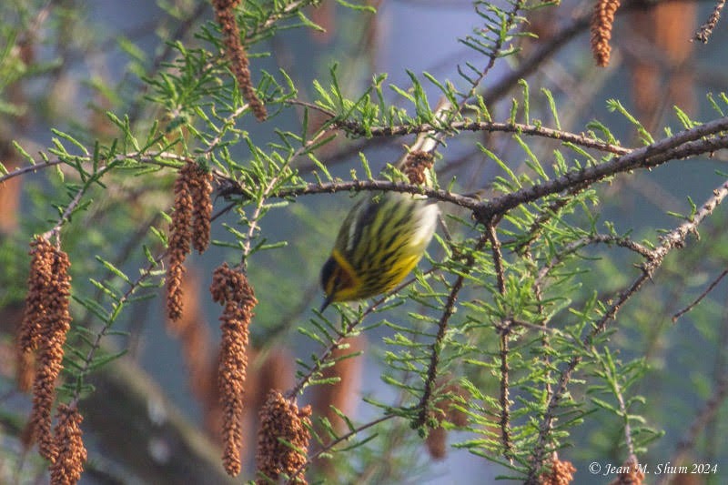 Cape May Warbler - ML618303617