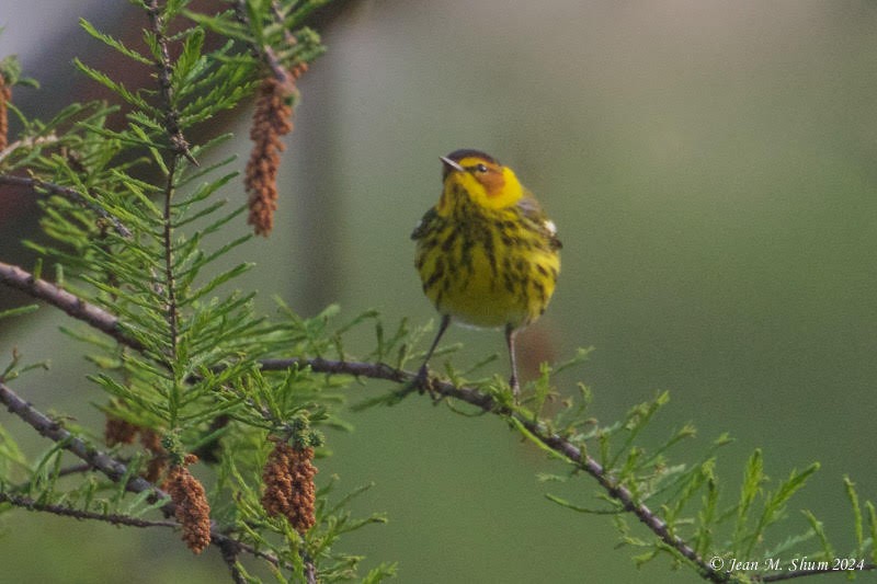 Cape May Warbler - ML618303618