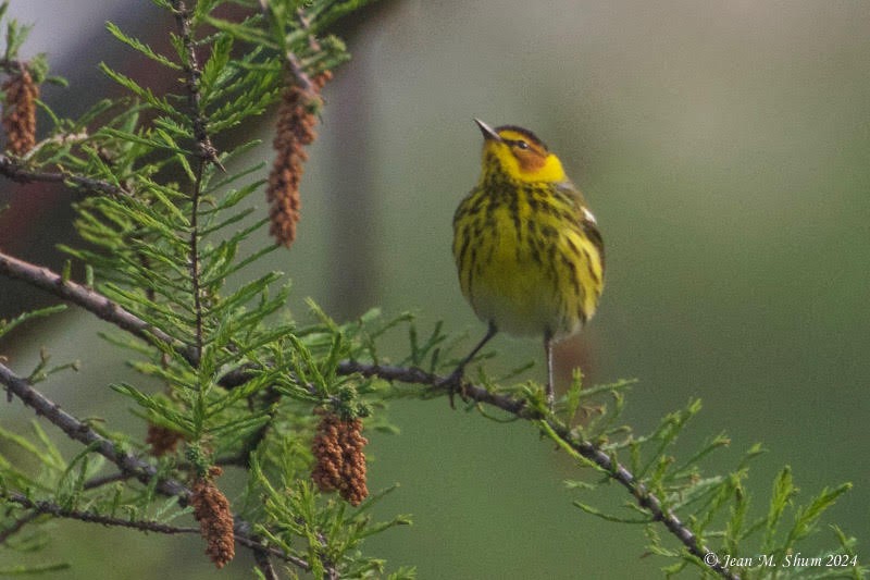 Cape May Warbler - ML618303619