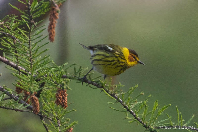 Cape May Warbler - ML618303620