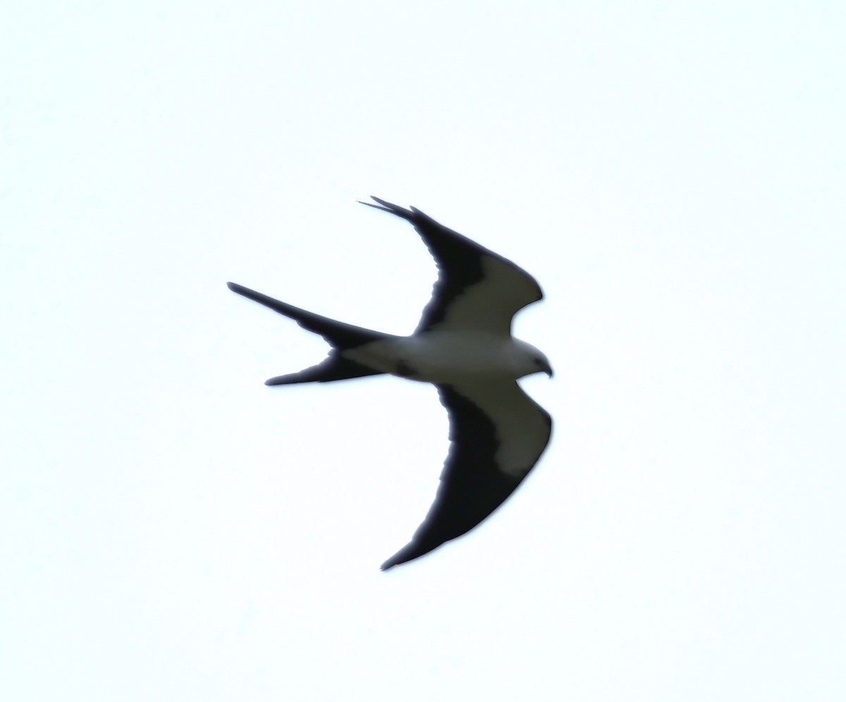 Swallow-tailed Kite - Alan Shapiro