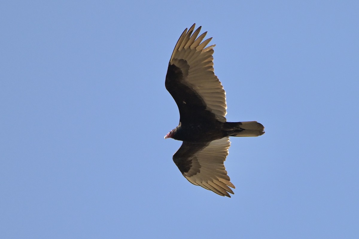 Turkey Vulture - ML618303651