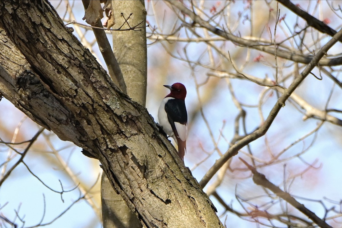 Red-headed Woodpecker - ML618303656