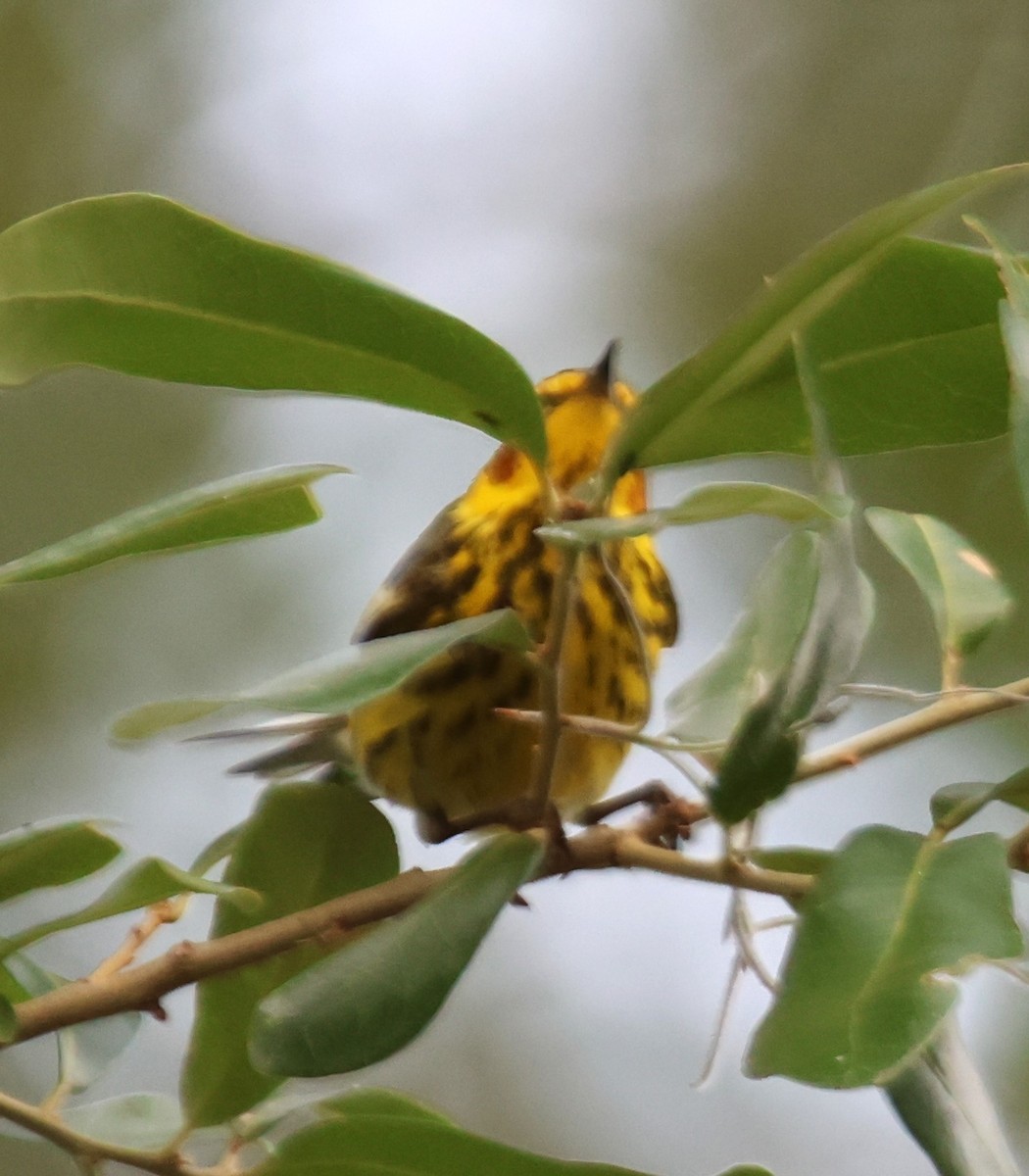 Cape May Warbler - ML618303710