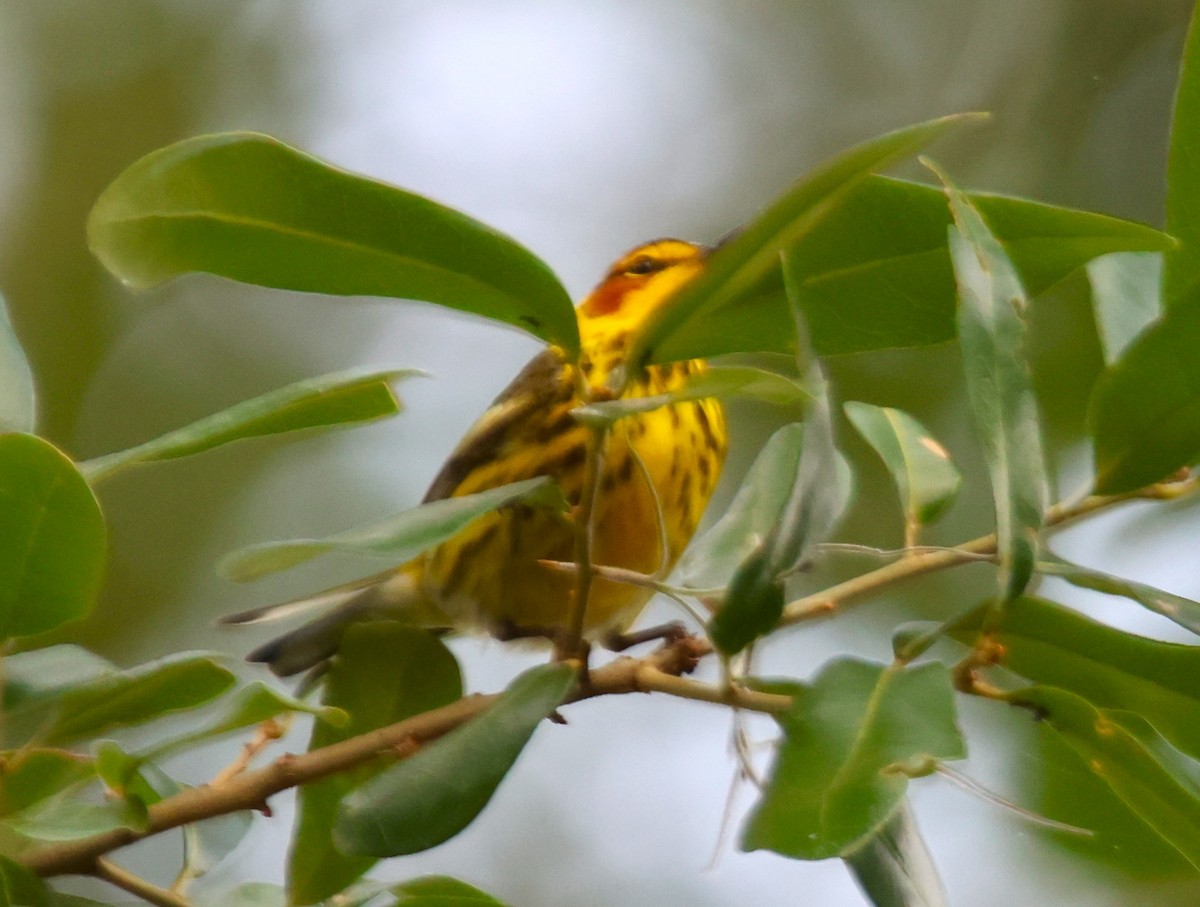 Cape May Warbler - ML618303711