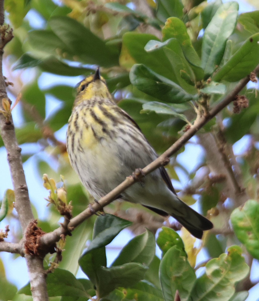 Cape May Warbler - ML618303712