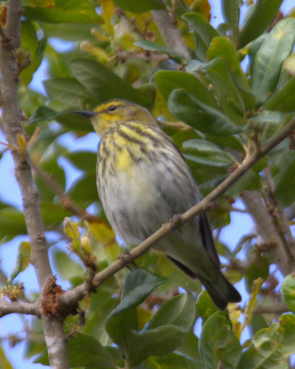 Cape May Warbler - ML618303713