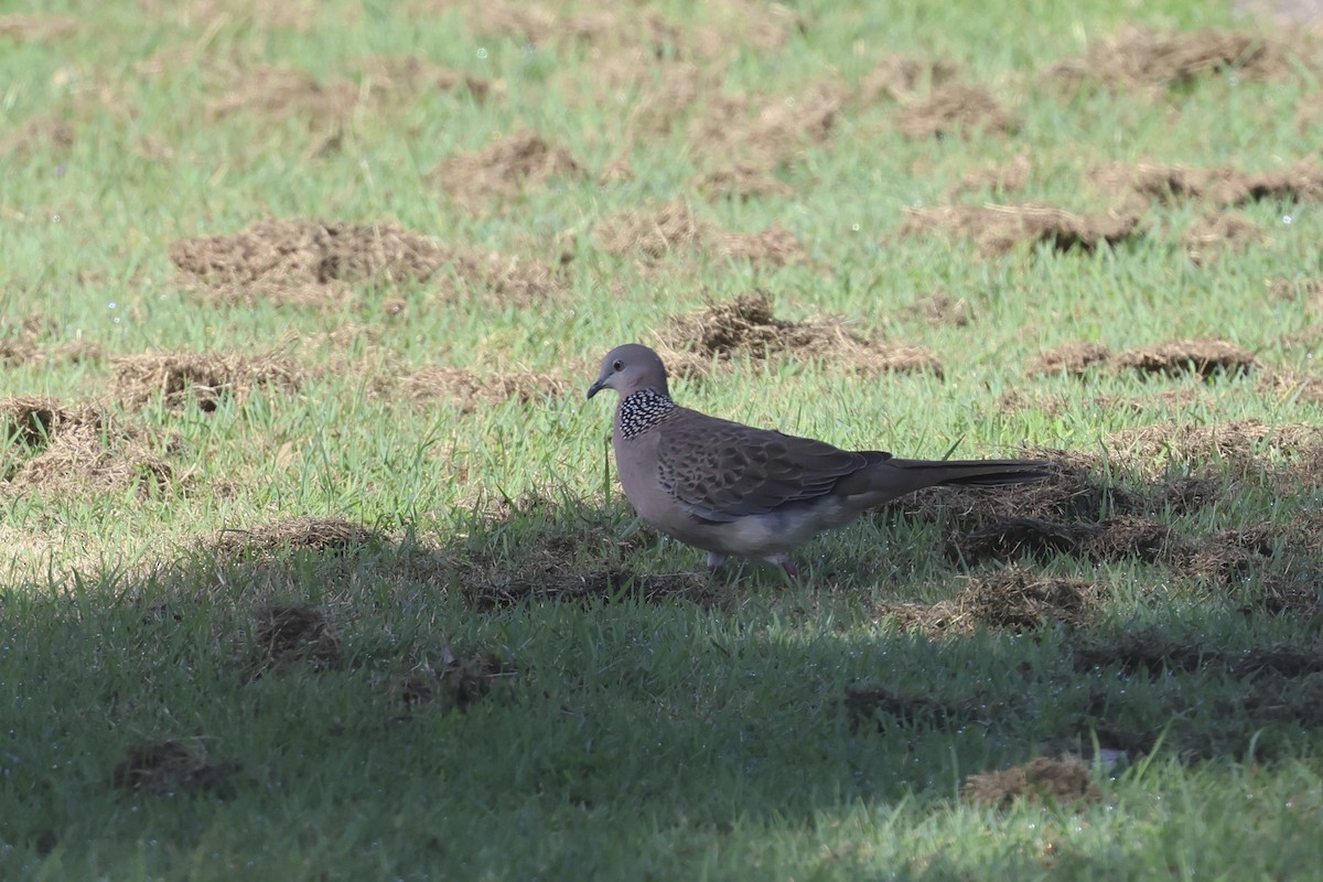Spotted Dove - ML618303715