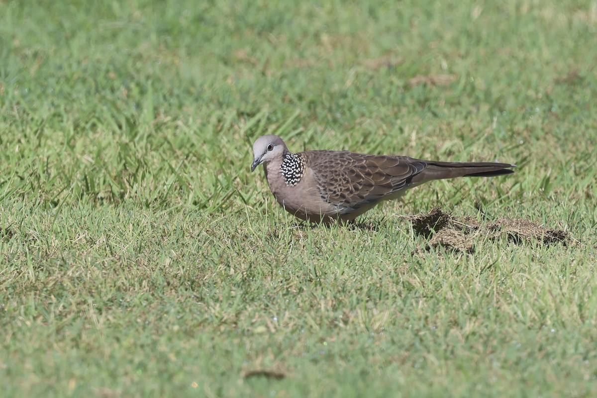 Spotted Dove - ML618303716