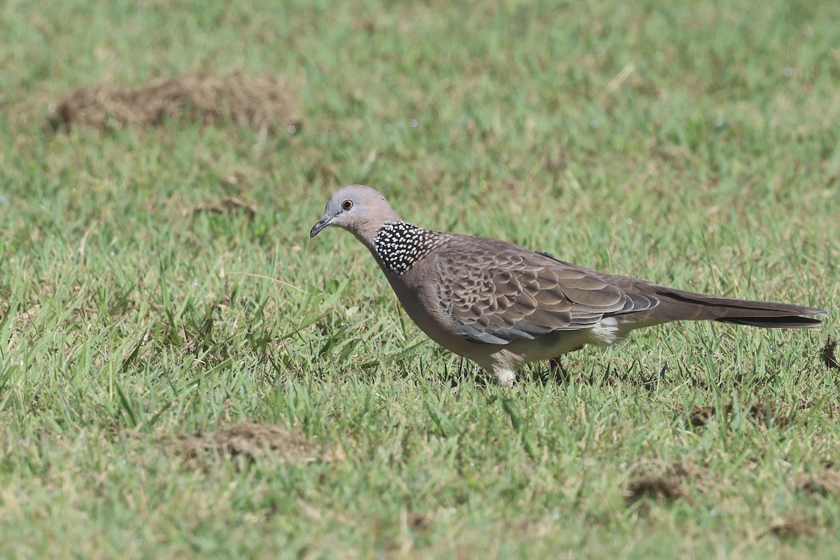 Spotted Dove - ML618303717