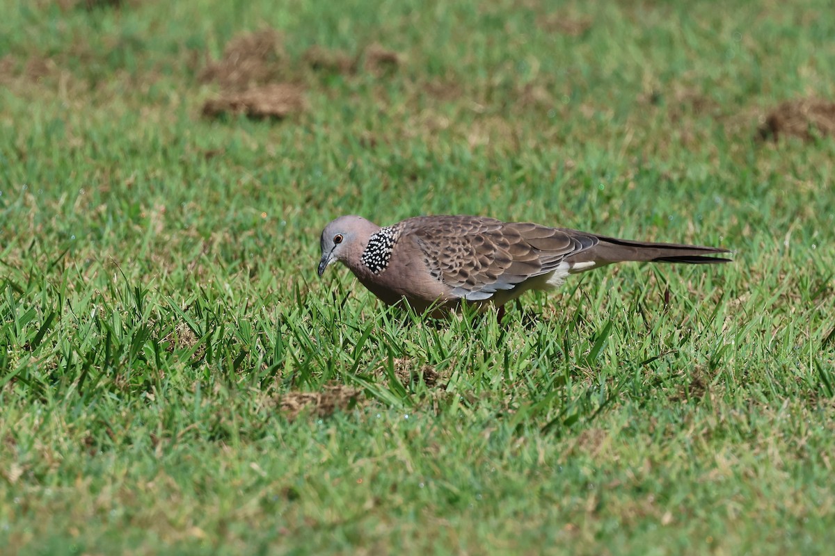Spotted Dove - ML618303719