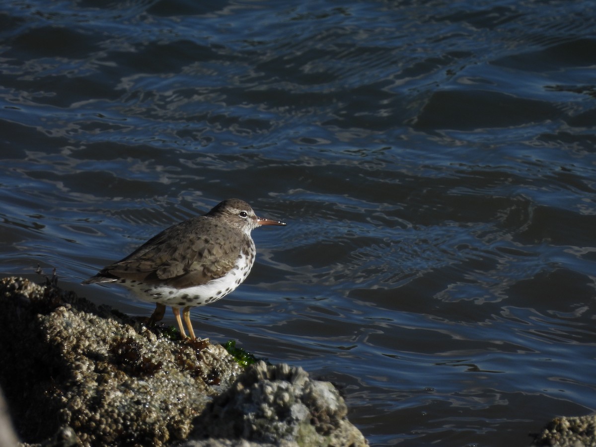 Spotted Sandpiper - Tylor Callahan