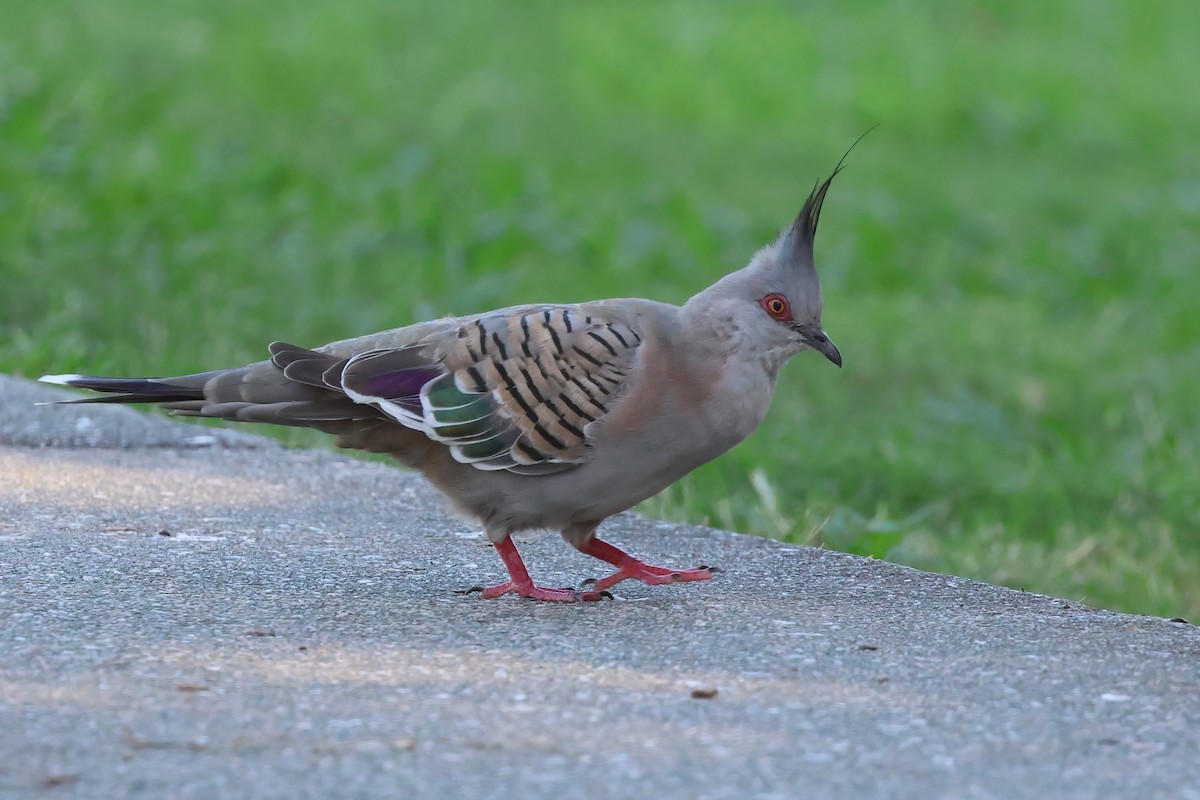 Crested Pigeon - ML618303740
