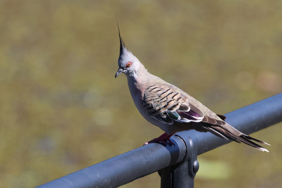 Crested Pigeon - ML618303742