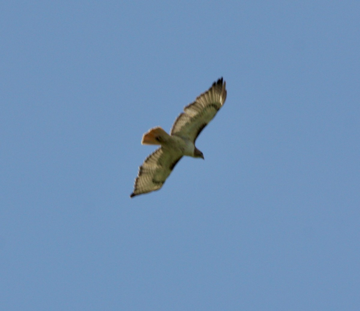 Red-tailed Hawk - ML618303743