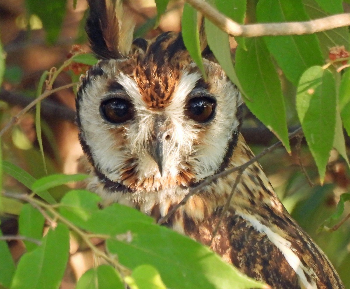 Striped Owl - ML618303744
