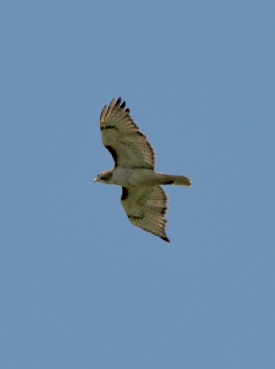 Red-tailed Hawk - ML618303746