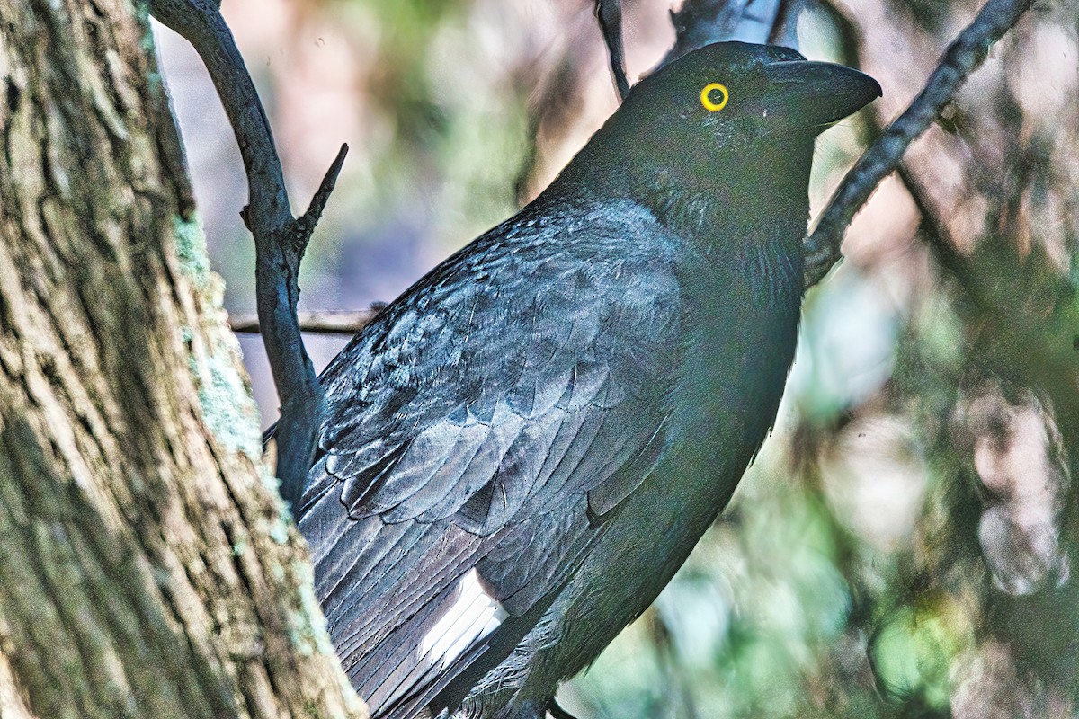 Pied Currawong - ML618303748