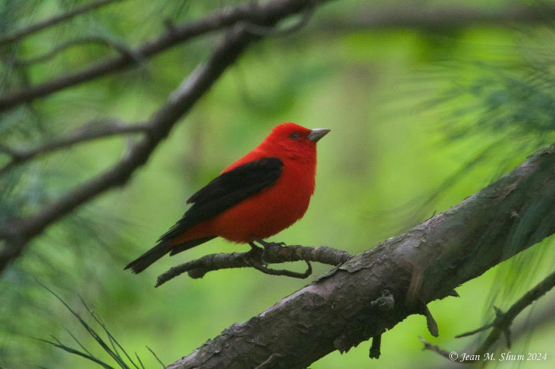 Scarlet Tanager - ML618303758