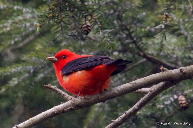 Scarlet Tanager - ML618303759