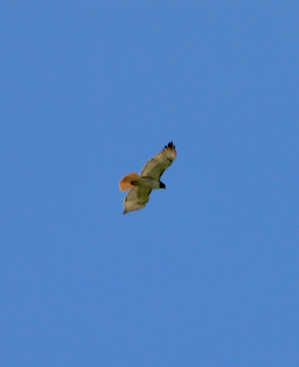 Red-tailed Hawk - ML618303764