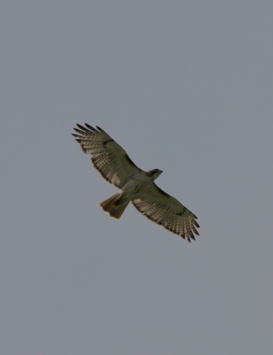 Red-tailed Hawk - ML618303766