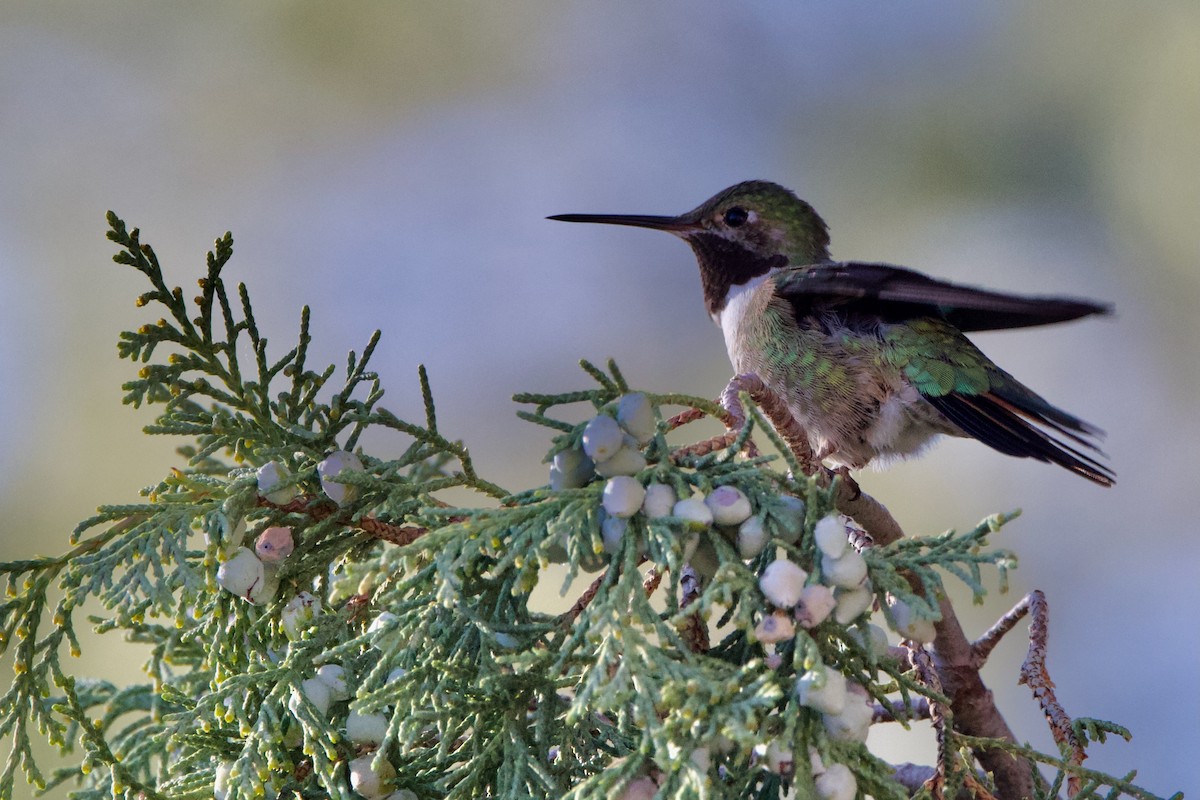 Broad-tailed Hummingbird - Donna Salko