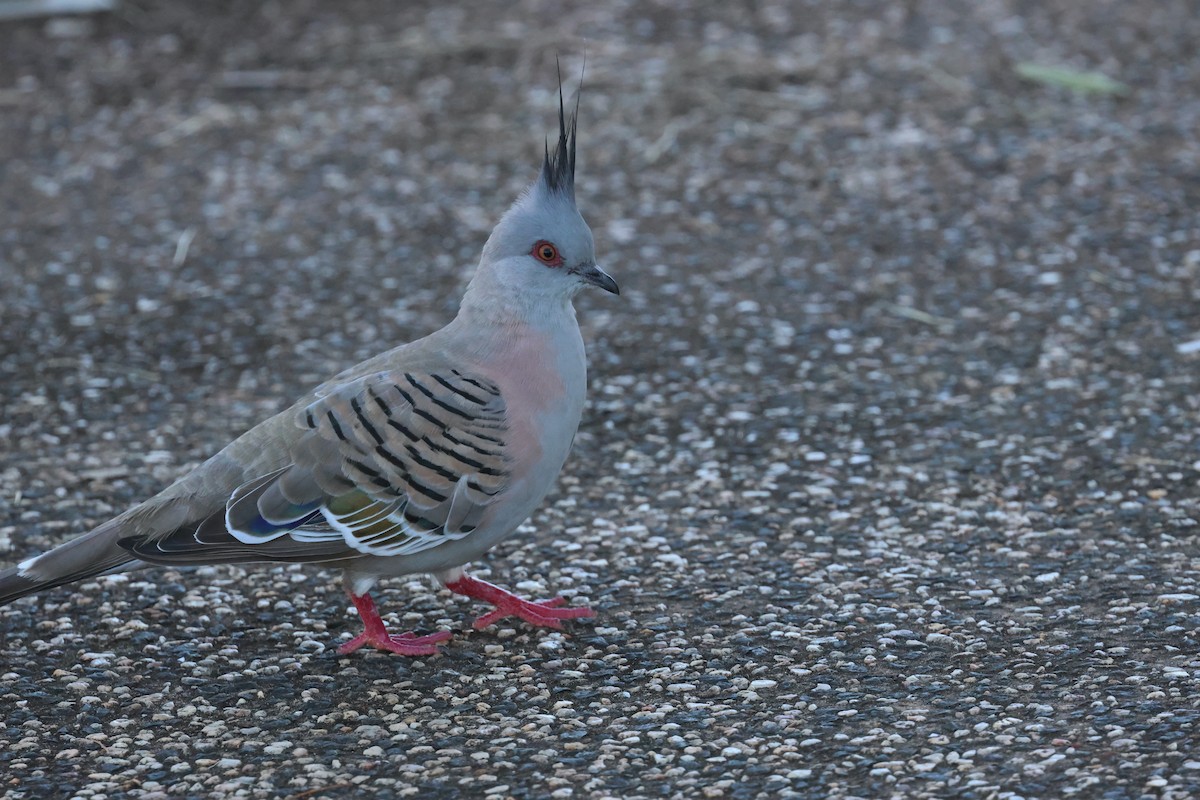 Crested Pigeon - ML618303797