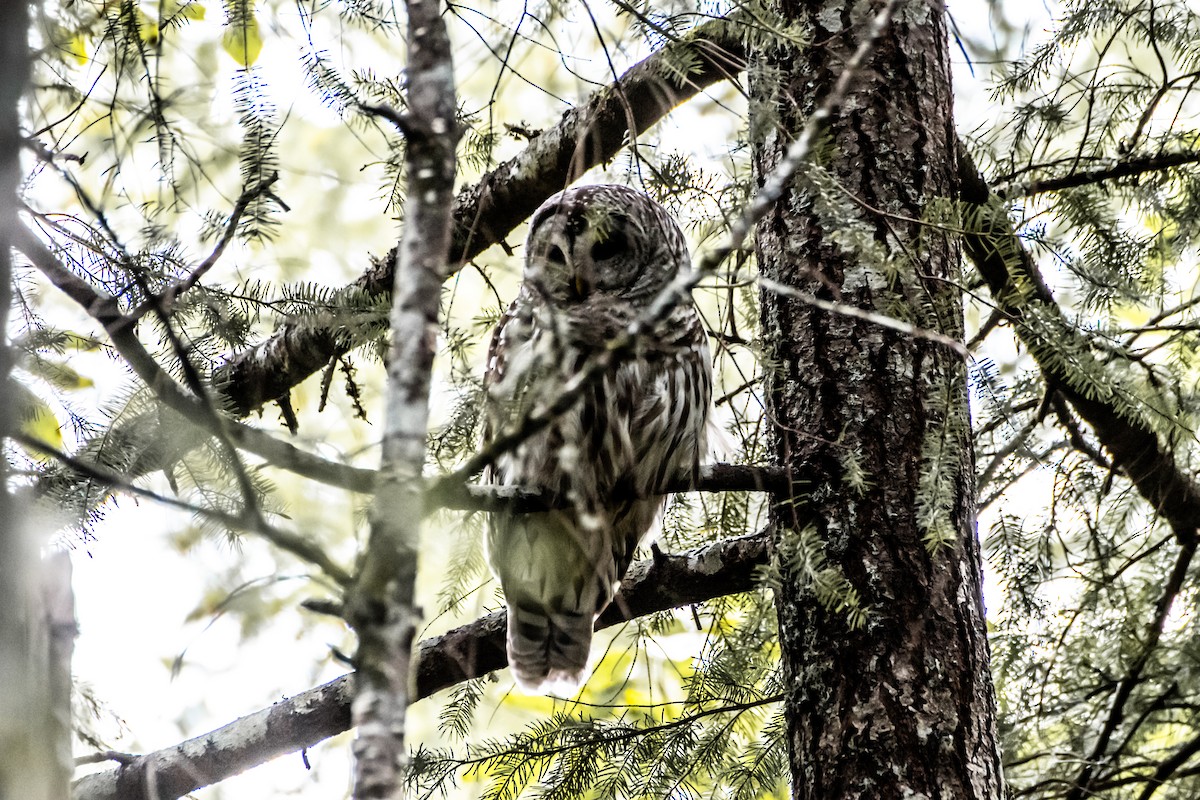 Barred Owl - ML618303804