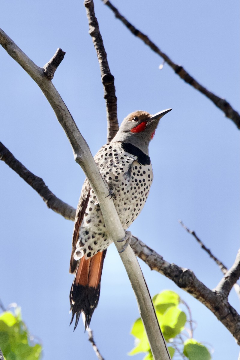 Northern Flicker (Red-shafted) - ML618303815