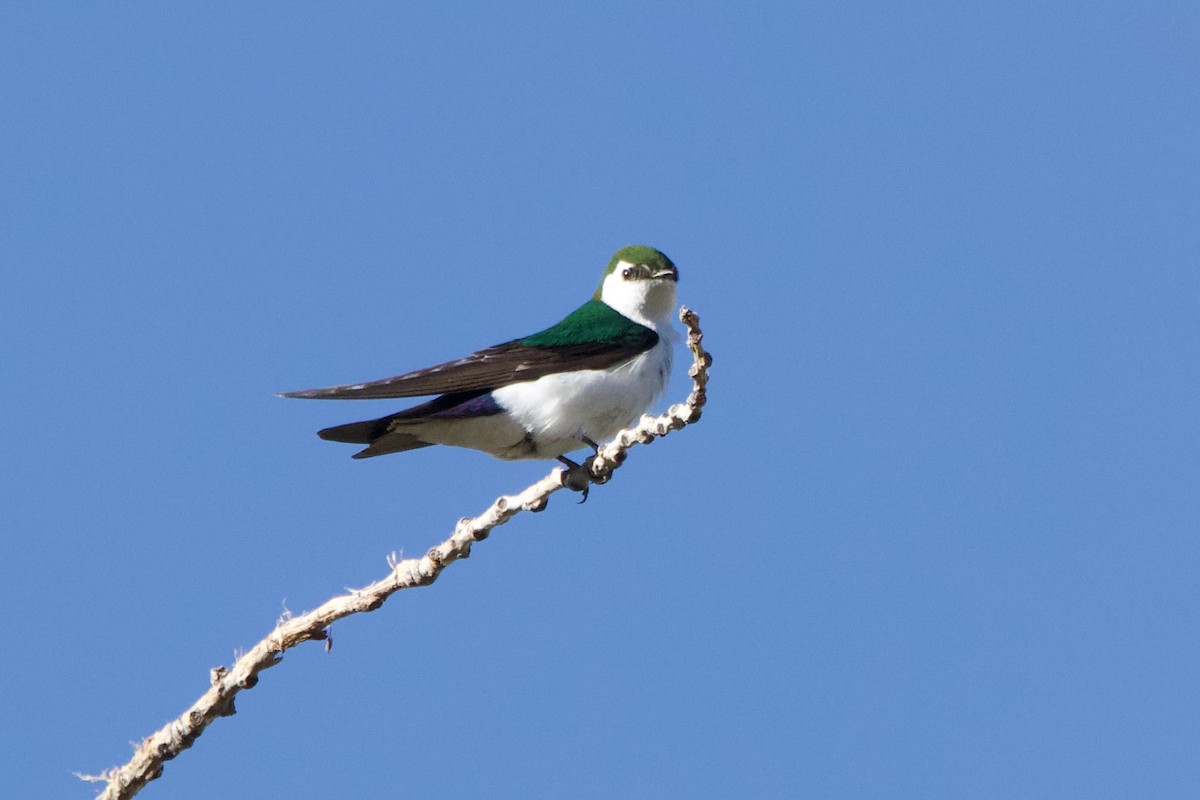 Violet-green Swallow - Donna Salko
