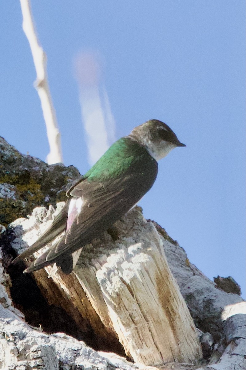 Violet-green Swallow - ML618303833