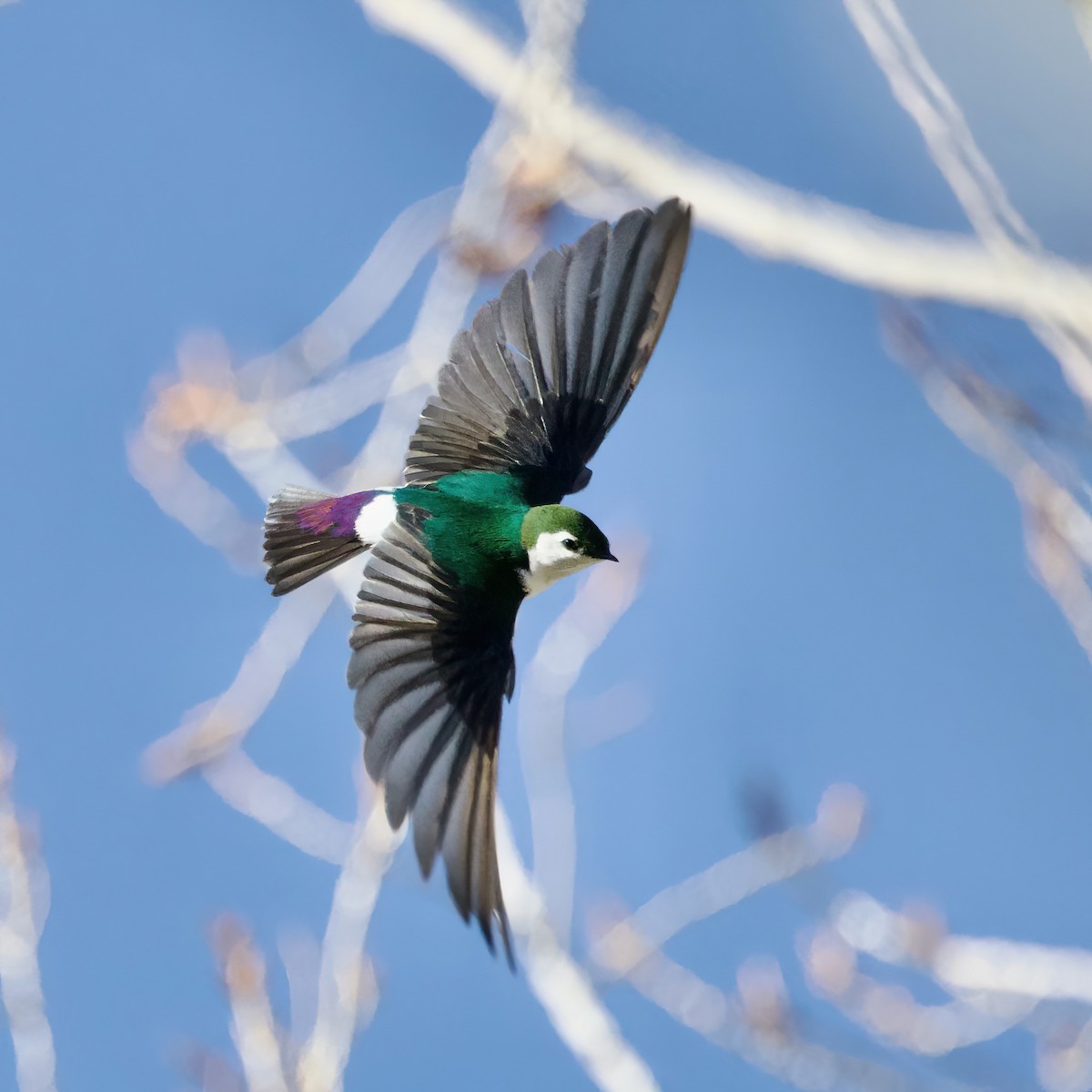 Violet-green Swallow - ML618303834