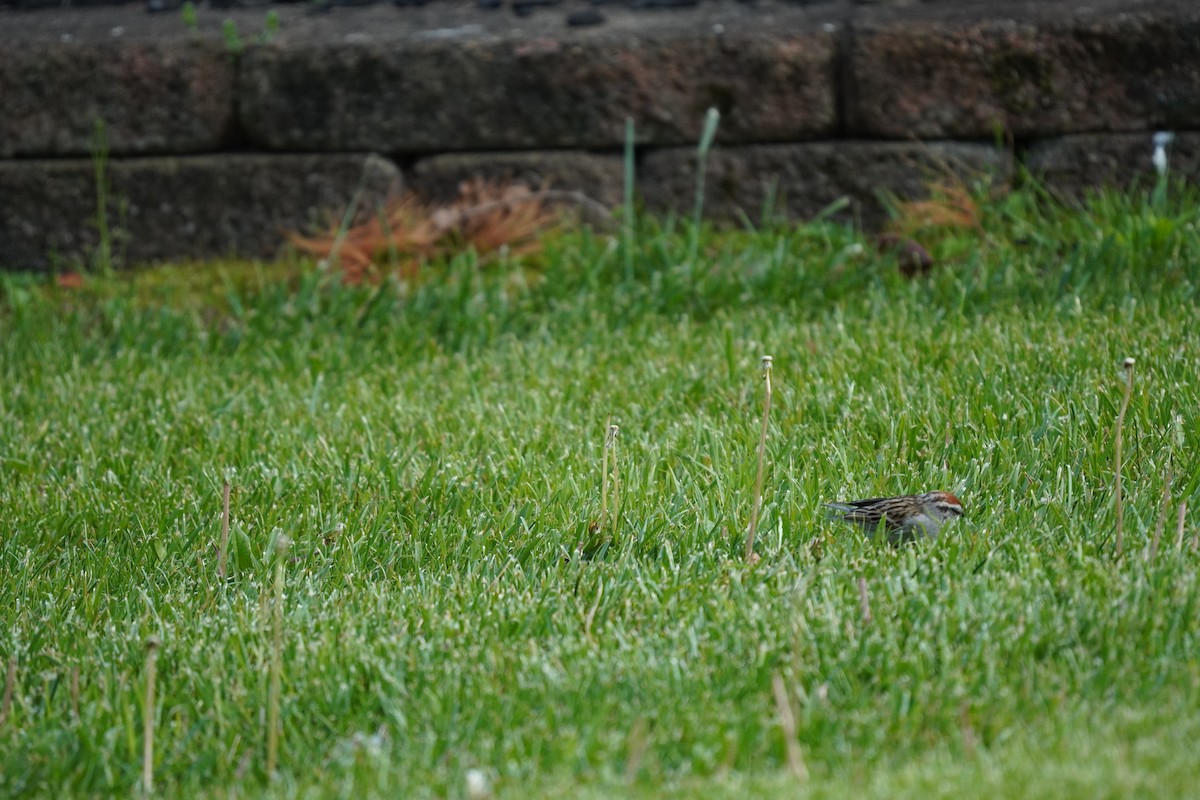 Chipping Sparrow - ML618303839
