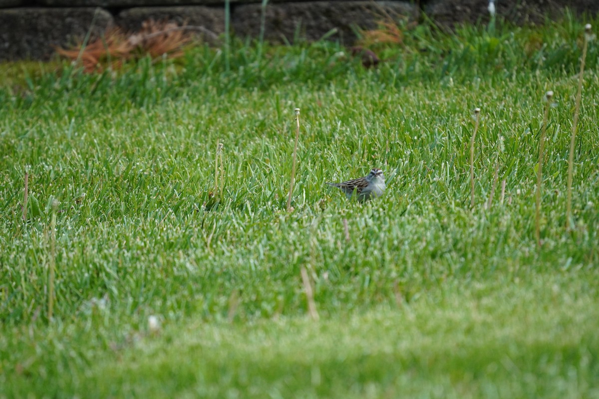 Chipping Sparrow - ML618303846