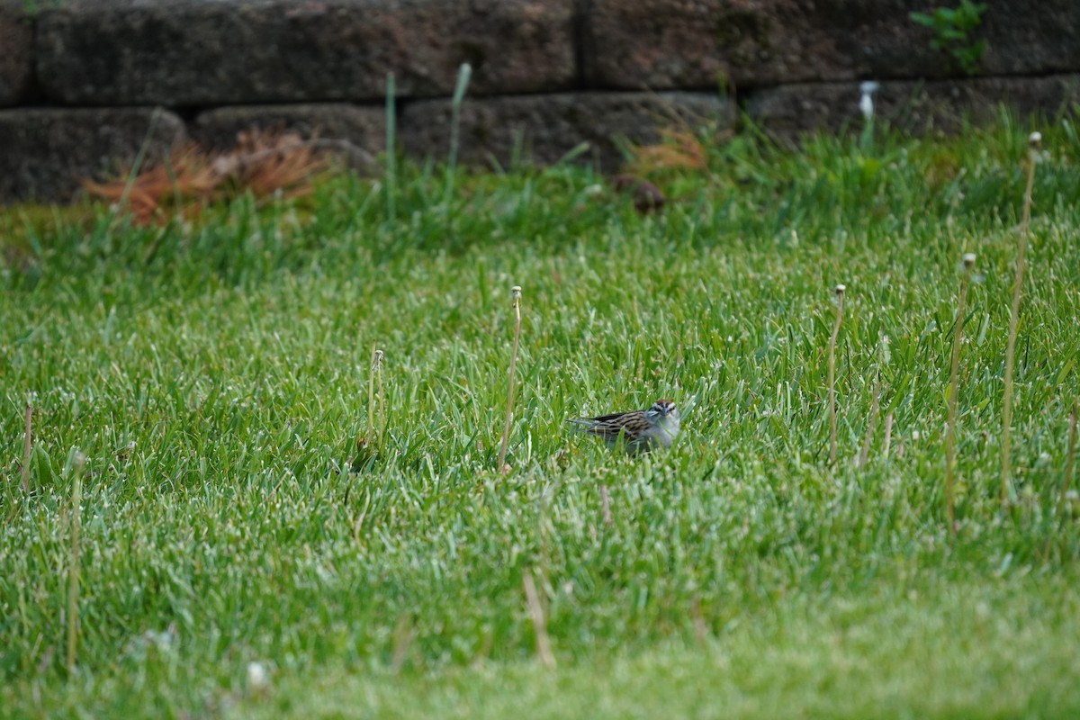Chipping Sparrow - ML618303851