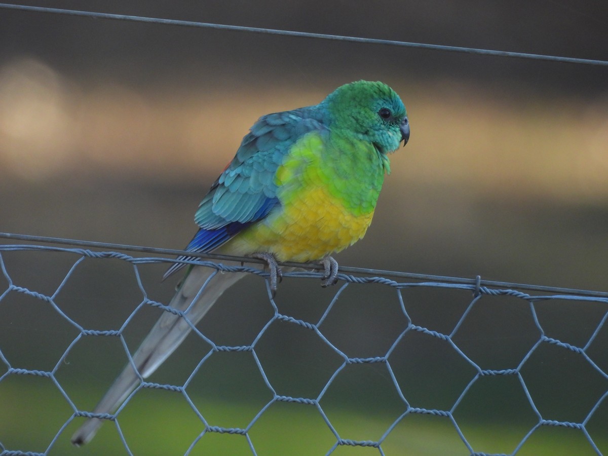 Red-rumped Parrot - ML618303865