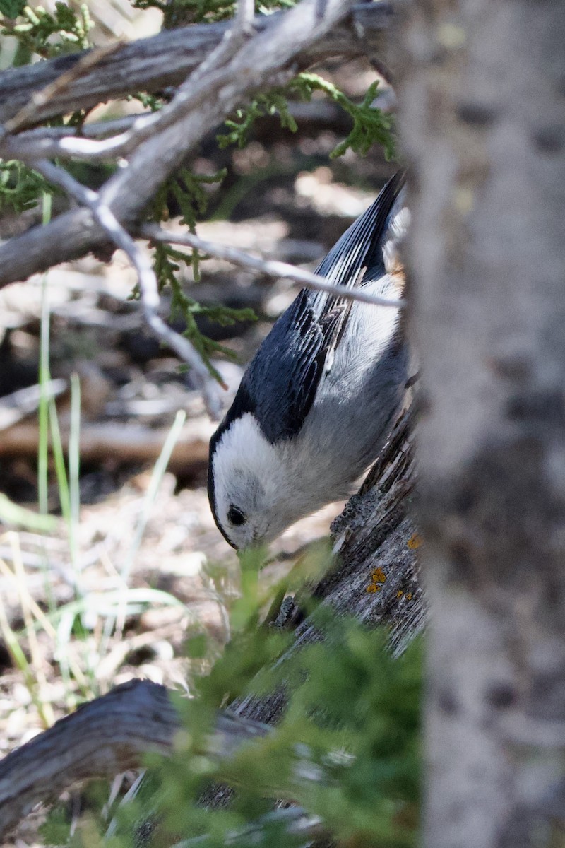 White-breasted Nuthatch - ML618303866