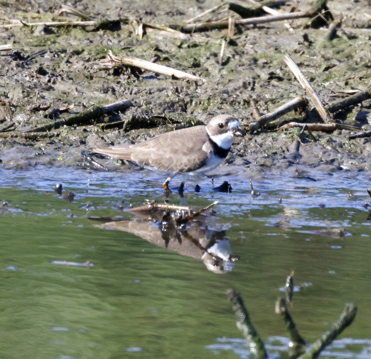 Semipalmated Plover - ML618303871