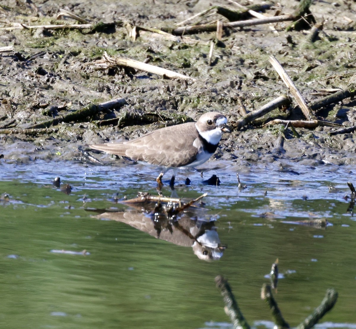 Semipalmated Plover - ML618303872