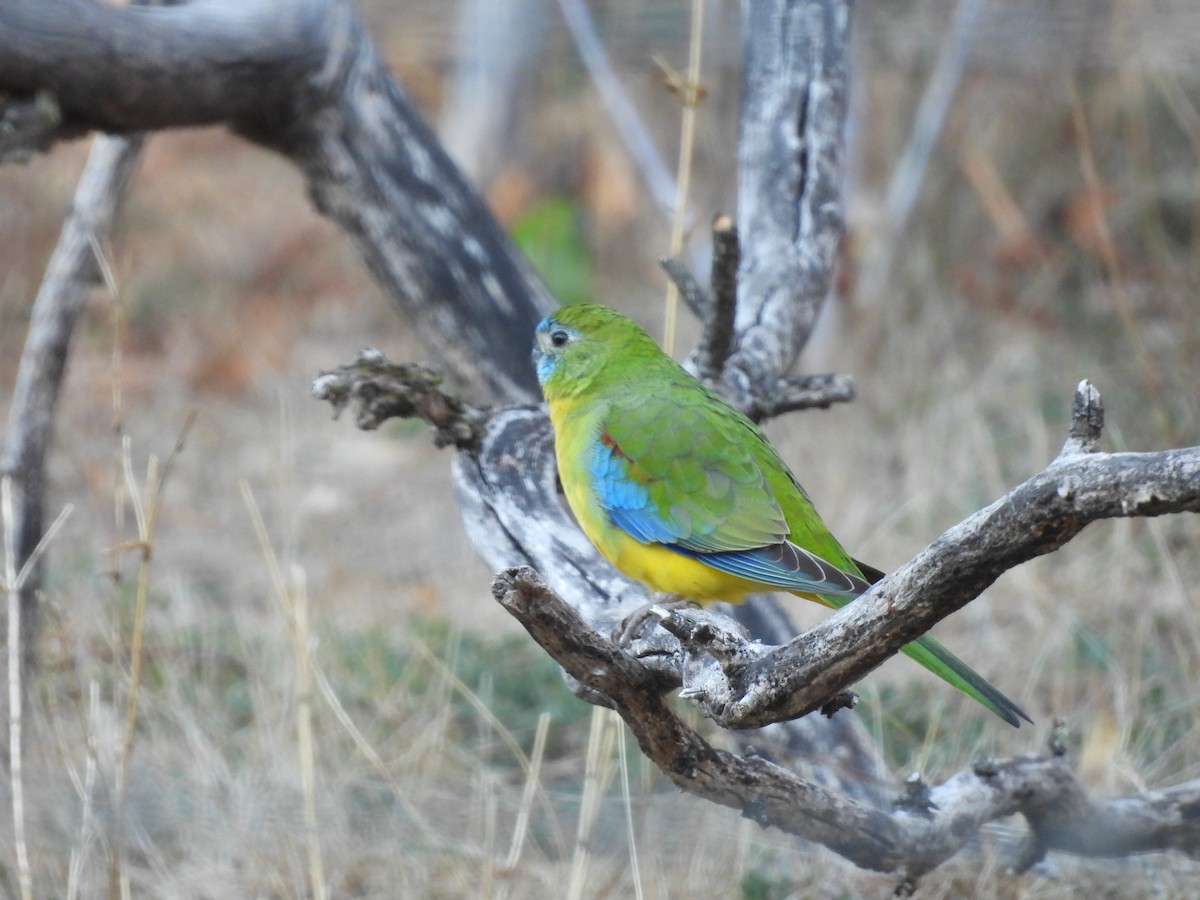 Turquoise Parrot - Chanith Wijeratne