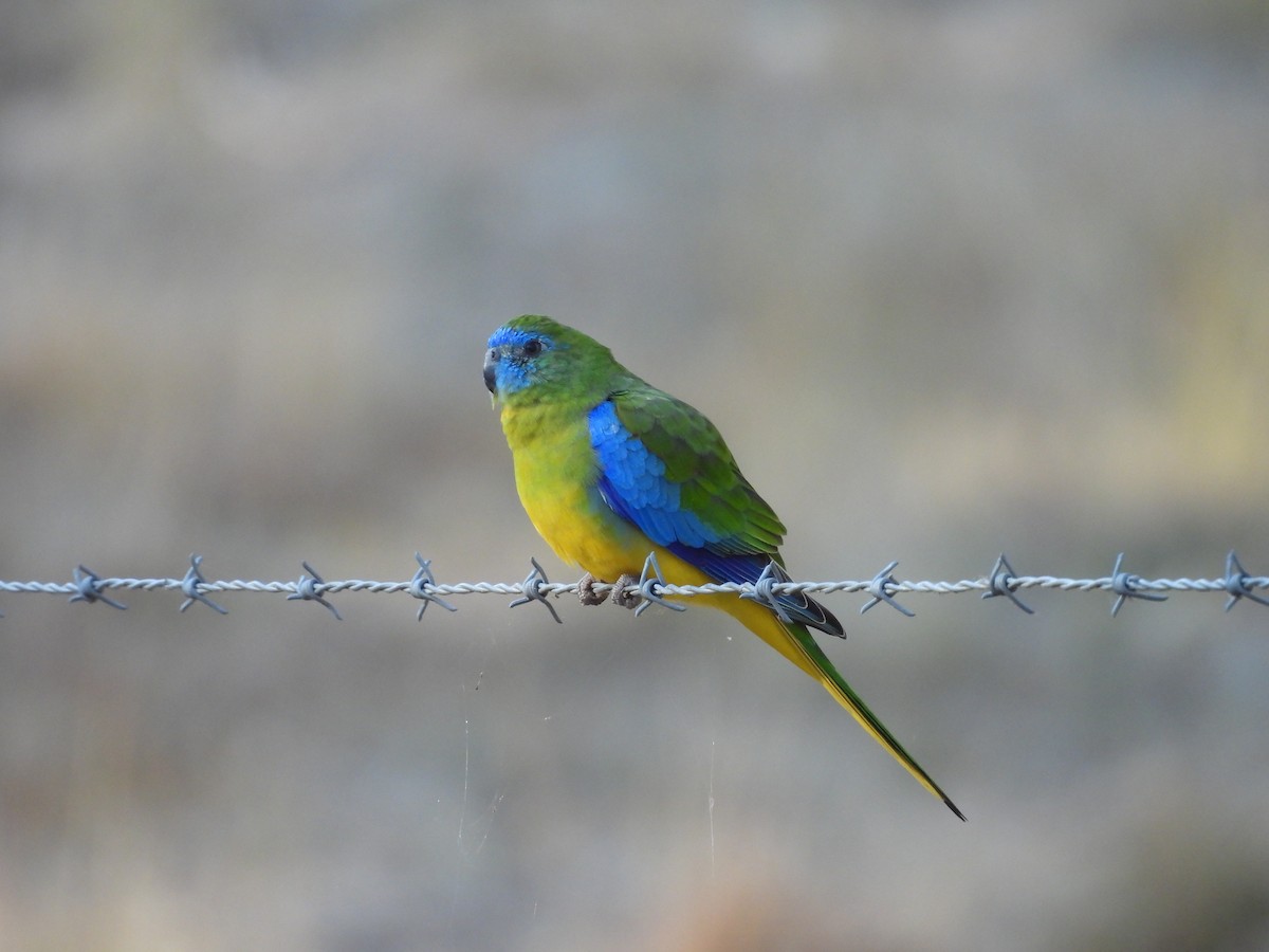 Turquoise Parrot - ML618303890