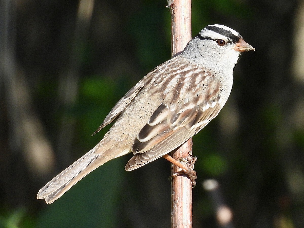 White-crowned Sparrow - ML618303919