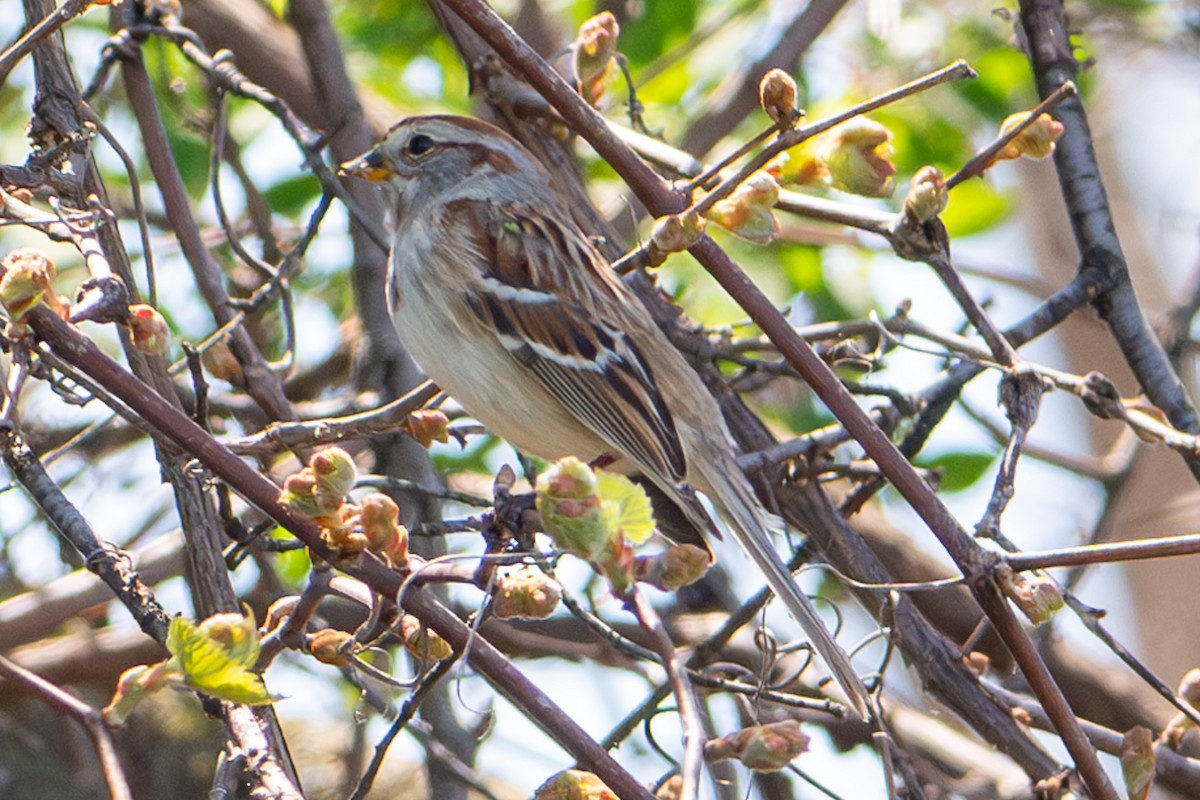 Chipping Sparrow - ML618303921