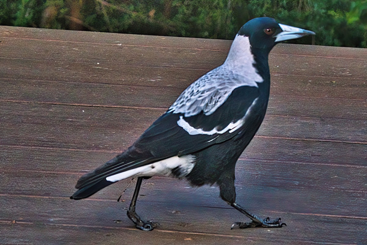 Australian Magpie (White-backed) - ML618303922