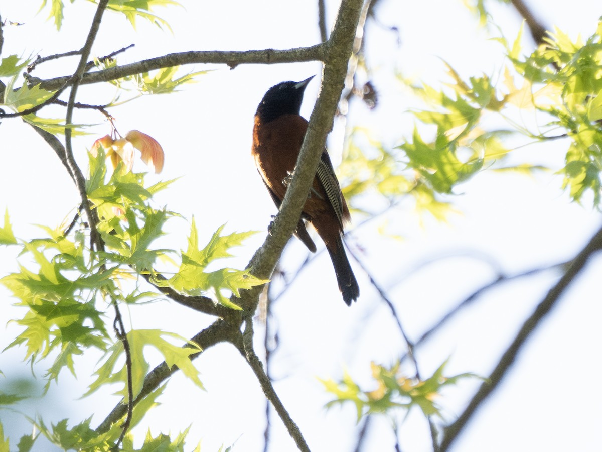 Orchard Oriole - ML618303941