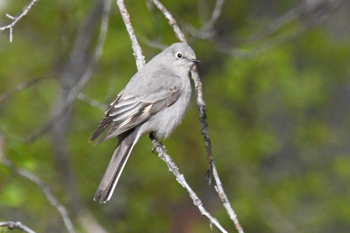 Townsend's Solitaire - ML618303970